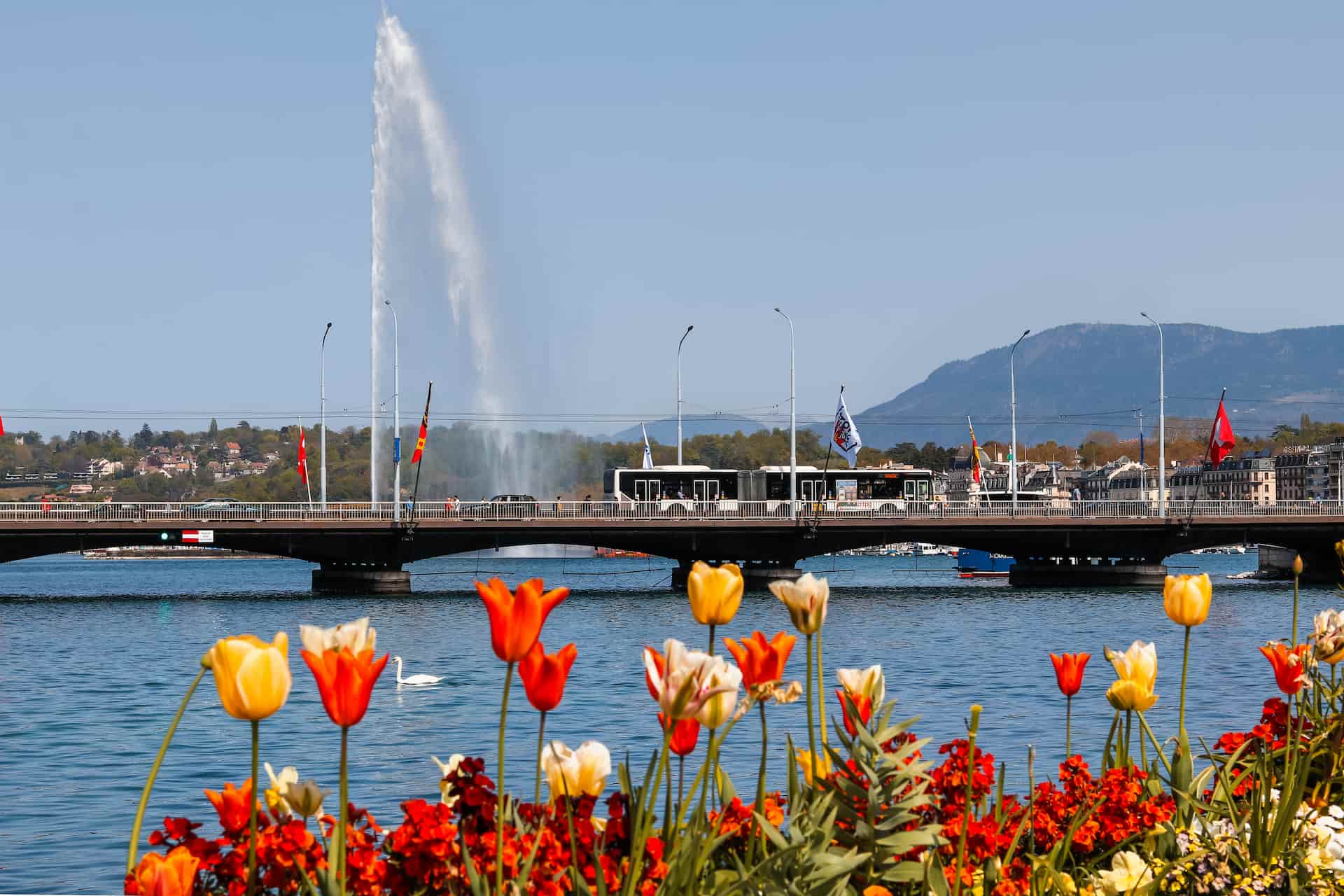 move to geneva - geneva springs